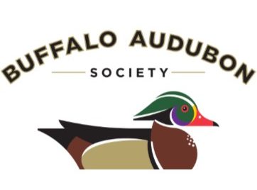 Buffalo Audubon Society logo, featuring a wood duck facing right