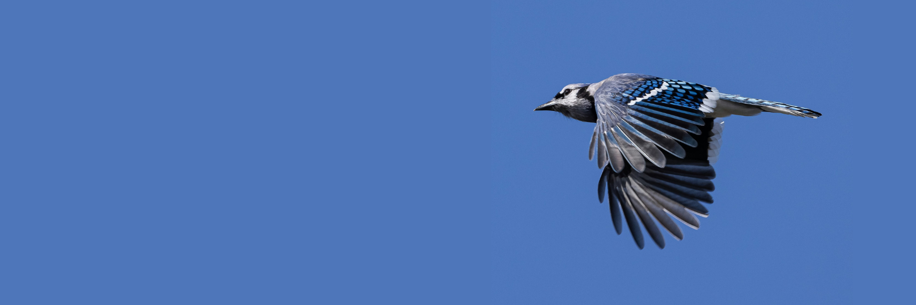 Blue jay flying in a clear blue sky