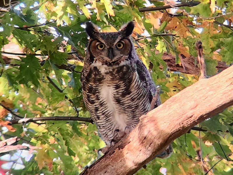 A great horned owl perched in a tree
