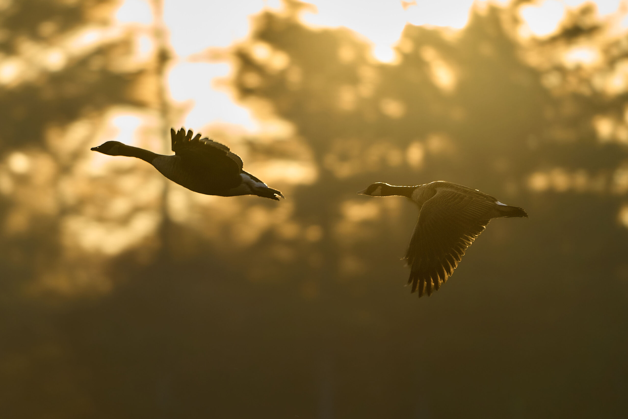 Geese flying with trees and sunlight in the background