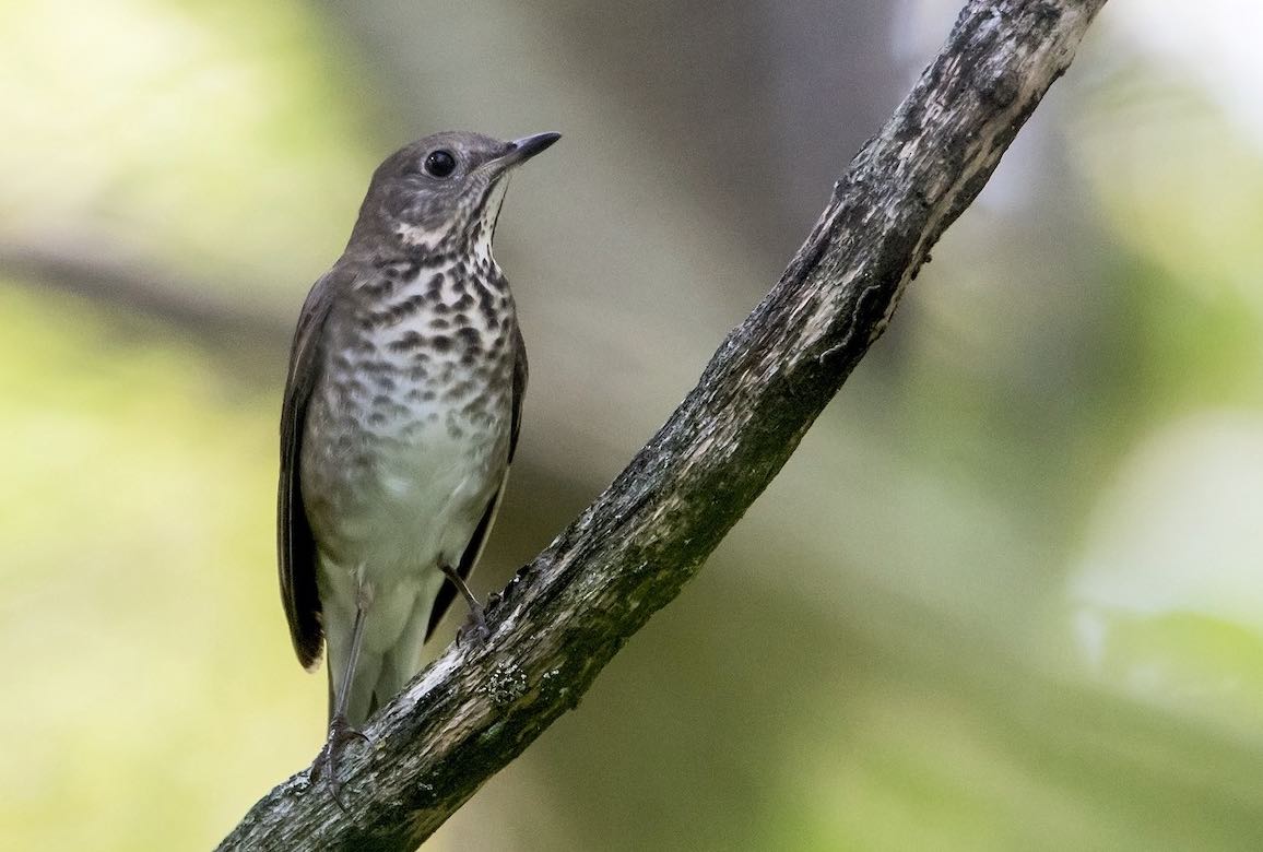 Gray-cheeked thrush on a branch