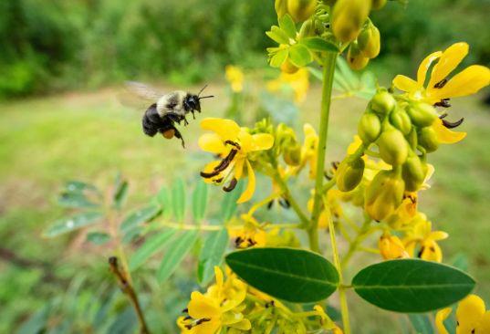 A bee hovering near some yellow flowers