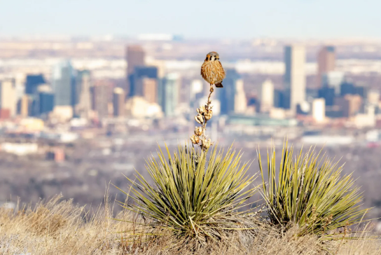 Bird sitting on a plant with a city in the background