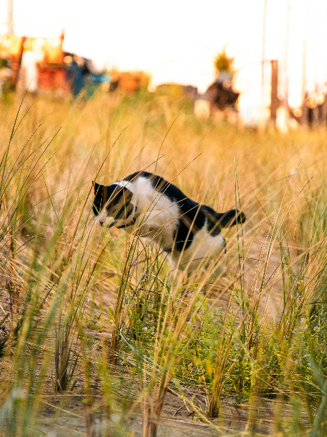 A cat pouncing in a field