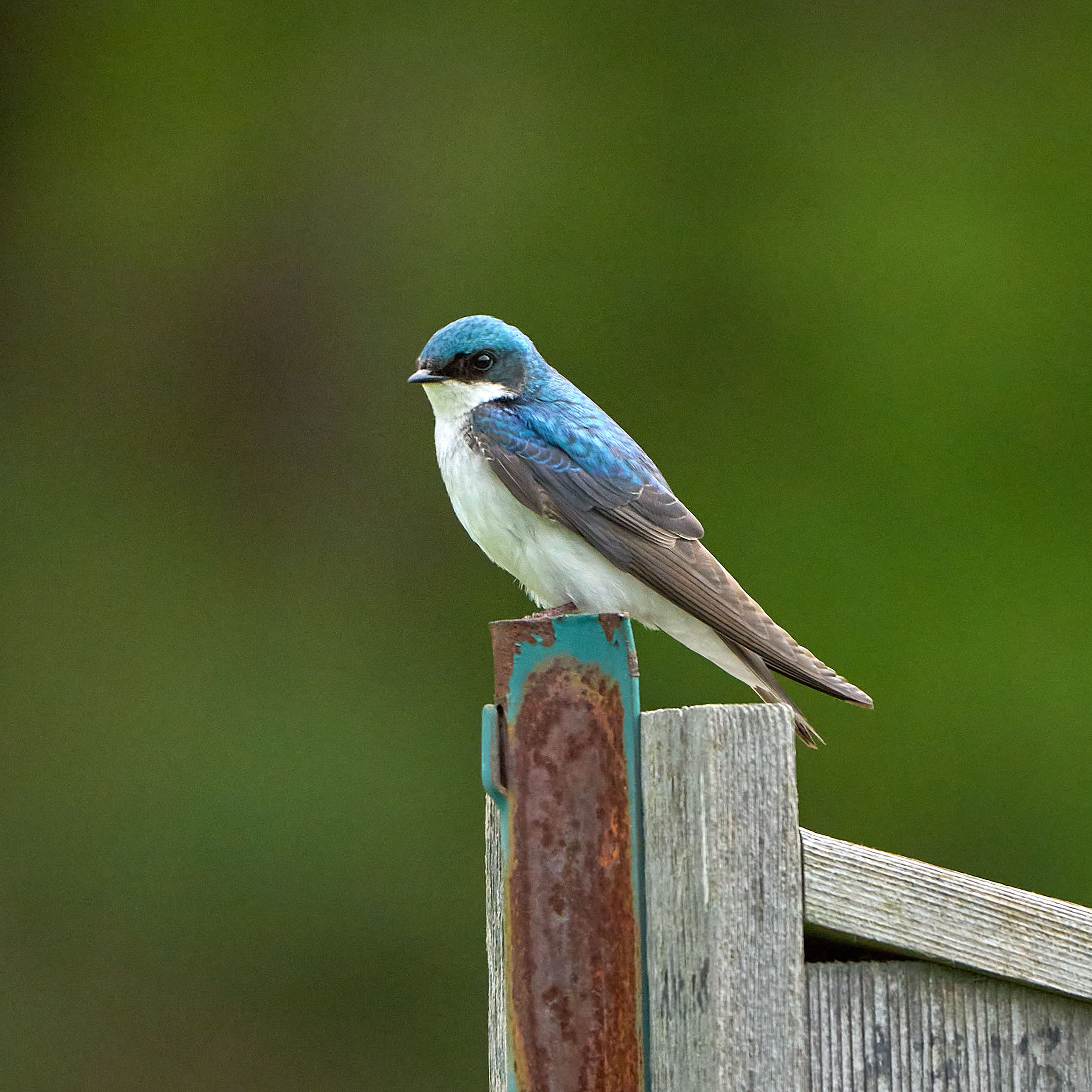 A blue lazuli bunting perched on a post