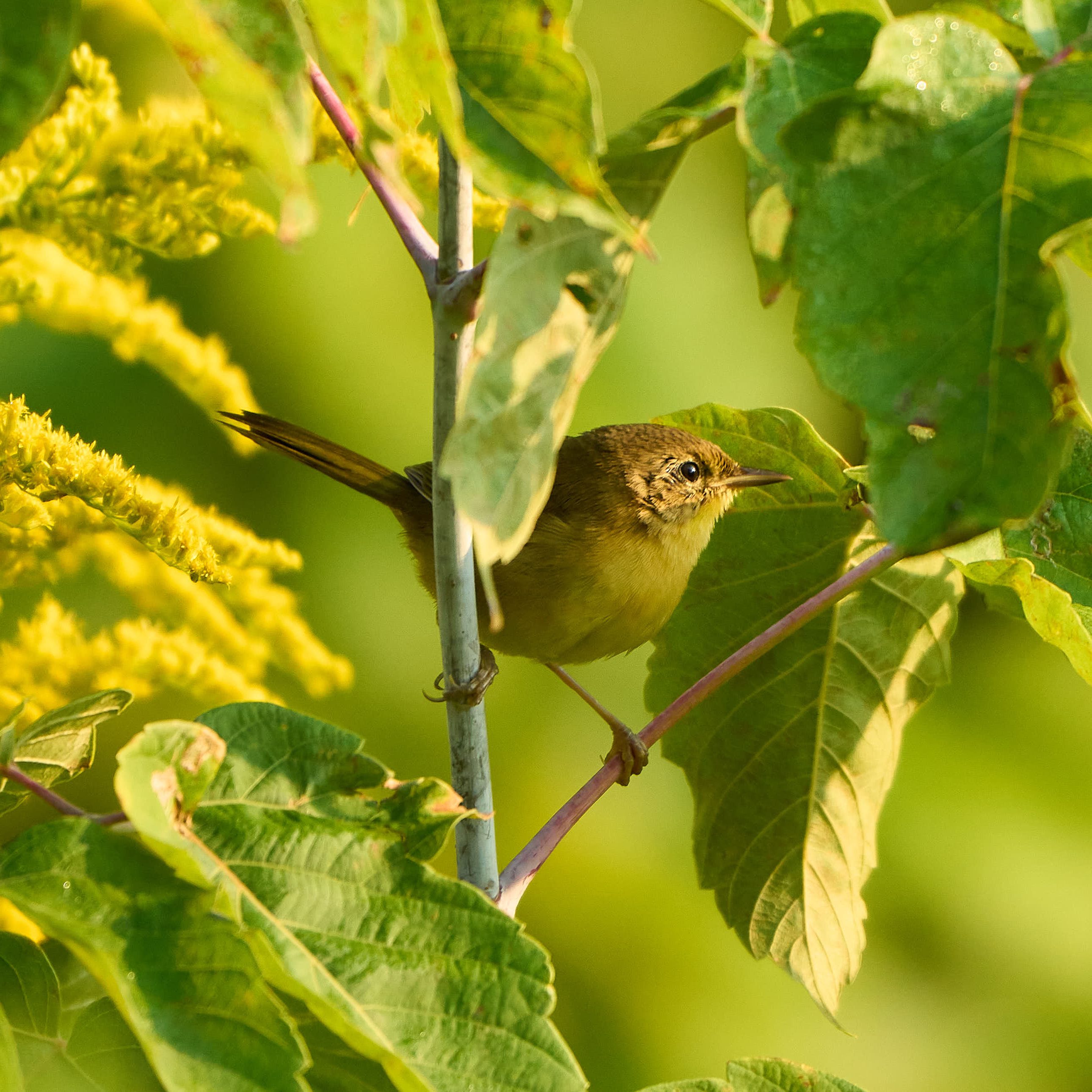 Yellow bird sitting in a tree