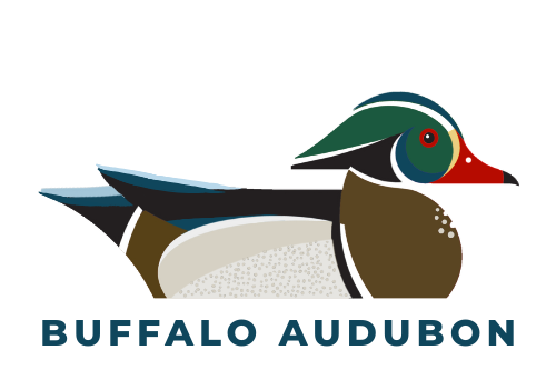Buffalo Audubon Society logo, featuring a wood duck facing right