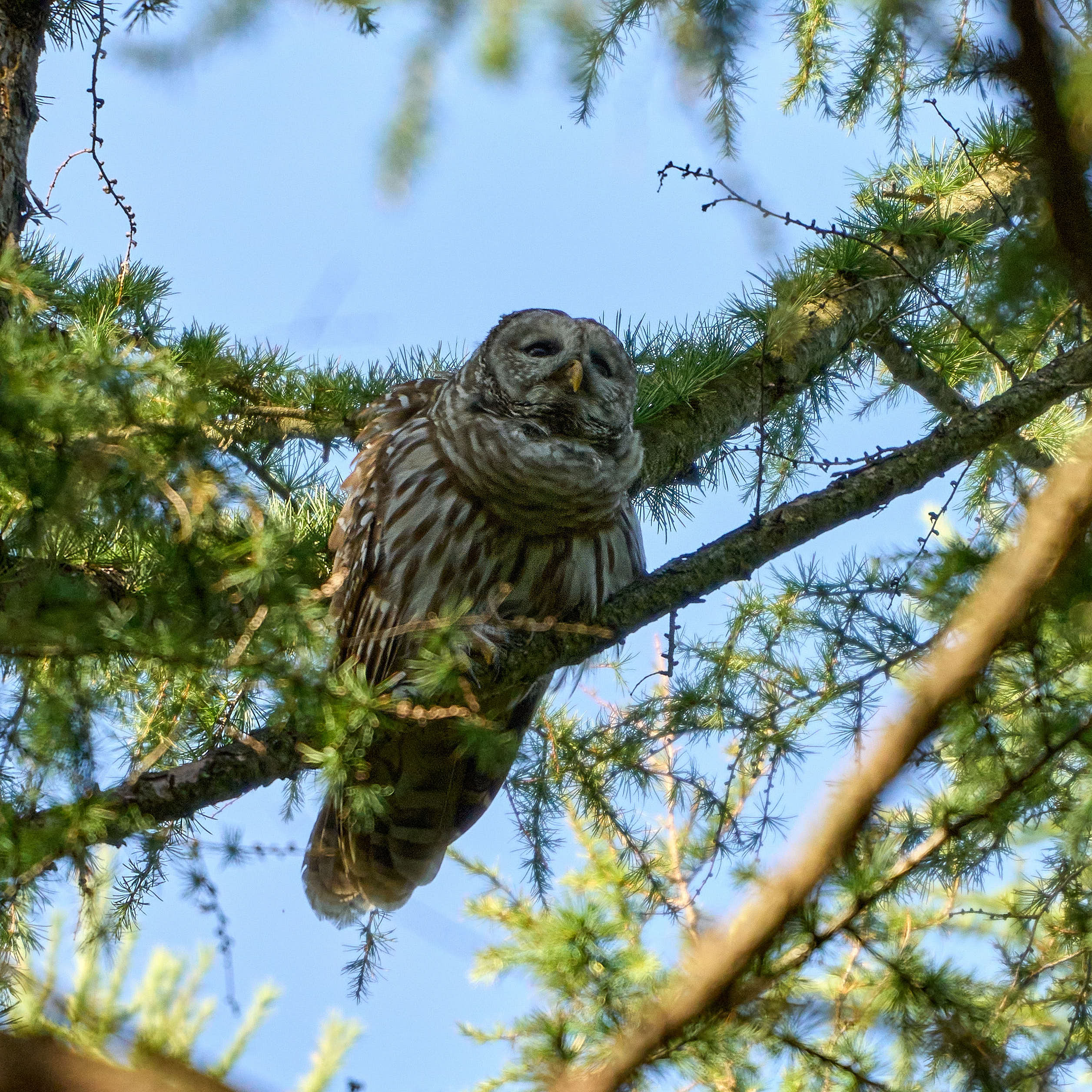 A barred owl in a tree